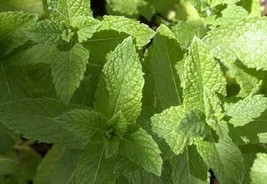 Organic Mint seeds, non gmo mint seeds, mochito mint, unique mint seeds, mint pl - £3.19 GBP