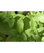 Organic Mint seeds, non gmo mint seeds, mochito mint, unique mint seeds,... - $73.62 MXN Organic Mint seeds, non gmo mint seeds, mochito mint, unique mint seeds,... - $73.62 MXN