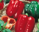 California Wonder Bell Pepper, Variety Sizes, Heirloom, NON-GMO, FREE SH... - $1.97+