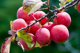 15 Plum Fruit Tree Seeds For Planting Prunus Americana Usa Seller - £15.91 GBP