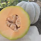 Iroquois melon seeds Fruit NON-GMO 20+ Seeds - £7.79 GBP