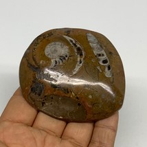 93.3g, 2.8&quot;x2.5&quot;x0.6&quot;, Goniatite (Button) Ammonite Polished Fossils, B30108 - £6.39 GBP