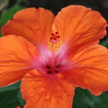 Madagascar Hibiscus Moscheutos Mallow  Malvaceae Starter 7 Cuttings Hc6829 From  - $9.36