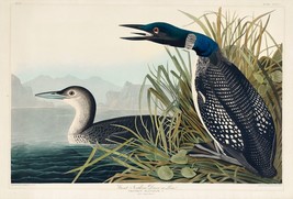 12095.Poster print or canvas wall decor design.Audubon birds.Northern Diver Loon - £12.80 GBP+