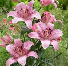 Lilium Asiatic Lily Cogoleto Pink Flower 3 bulbs per order Size 14/16 cm - $9.90