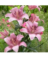 Lilium Asiatic Lily Cogoleto Pink Flower 3 bulbs per order Size 14/16 cm - £7.84 GBP