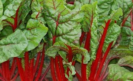 Swiss Chard Ruby Red HEIRLOOM 100+ Seeds 100% Organic Non GMO Grown In USA - £3.18 GBP