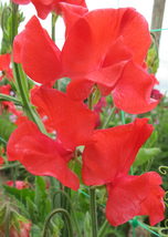 30 Scarlet Red Most Fragrant Sweet Pea Seeds Lathyrus Reseeding Annual Flower - £14.07 GBP