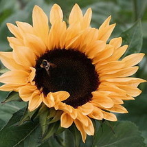 Peach Passion Sunflower 25 Seeds - $30.00