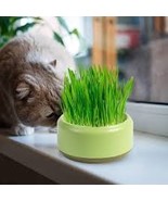 220 Pcs Cat Grass Seed, Animal Green Food - $293.89 MXN