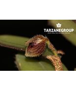 DRESSLERELLA SIJMIANA MINIATURE ORCHID MOUNTED - $53.00