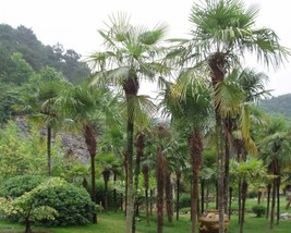 Trachycarpus Fortunei (Chinese Windmill Palm) 10 seeds - £1.09 GBP