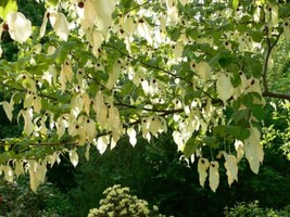 Davidia Involucrata Seed Hardy Dove Tree Handkerchief Or Ghost Tree Gardening Fr - $14.78