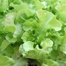 Green Oakleaf Lettuce 500 seeds - £6.39 GBP