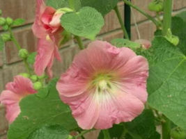  King Henry Viii Mixed Hollyhock Flower 50 Seeds #LCY05 - £15.01 GBP