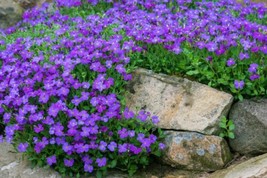 100 Purple Rock Cress &#39;Royal Cascade Violet&#39; Seeds  Aubrieta X Cultorum From US - $10.95