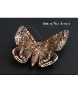 Real Owl Moth Noctuidae Cyclodes Omma Rare Framed Entomology Shadowbox Display - $87.00