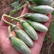 Thai Eggplant Seeds Fresh Garden - £9.00 GBP