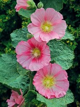 25 Radiant Rose Hollyhock Seeds Perennial Flower Seed Flowers 877 Us Seller - $8.35