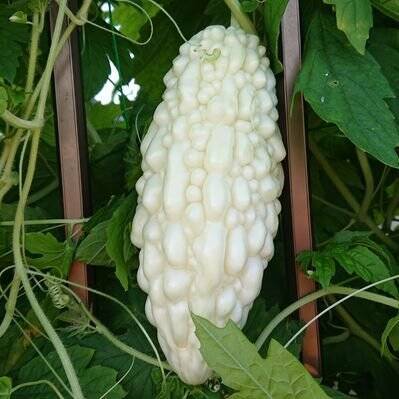 White Balsam Pear Bitter Melon Bitter Gourd, 10 seeds