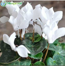 Cyclamen Flower 100 Seeds Gardening - £13.29 GBP