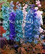 Dendrobium Orchid Plants Potted Seeds - $8.49