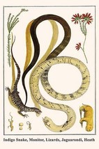 Indigo Snake, Monitor, Lizards, Jaguarondi, Heath by Albertus Seba - Art Print - £17.29 GBP+