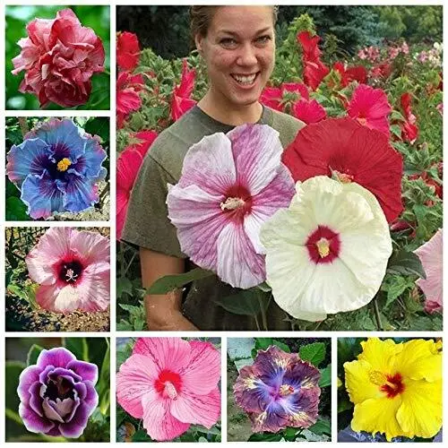 Fresh 100+ Pcs Mixed Hibiscus Seeds Giant Flowers Perennial Flower Ships From Io - £21.82 GBP