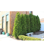 25 EMERALD GREEN plants Arborvitae 2.5&quot; pot (Thuja occidentalis) - $103.99