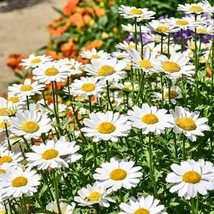 Chrysanthemum Creeping Daisy 200 Seeds Free Shipping - $75.58 MXN