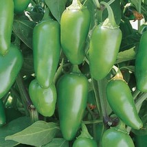 SR12Store Jalapeno Early Pepper Seeds 50 Vegetable Nongmo Heirloom US Product - £6.47 GBP