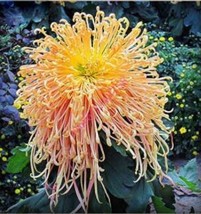 200 Of Chrysanthemum ,Chrysanthemum Perennial Flowers Seeds - Spider Orange Yell - £8.11 GBP