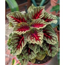 25+ Dragon’s Blood Coleus Seeds – Bold Foliage, Shade Garden Favorite - $16.50