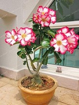 SL 1 Pcs/Bag Desert Rose Bonsai, Potted Flowers Bonsai, 100% True Bonsai... - £2.65 GBP