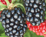 Live Large 3yo+ Thornless Apache Blackberry Plant Fully Matured Rooted P... - $16.99