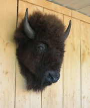 Real Buffalo / Bison Head Taxidermy Mount New Neck Mount - £1,235.16 GBP