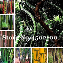 50 pcs Gaint Long Bamboo 100% True Fresh Thick Bamboo Bonsai Decorative Garden,B - £5.48 GBP