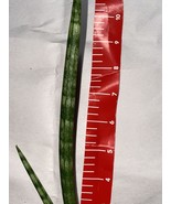 5 cuts Snake Plant Sansevieria Cylindrica 5 cuts unrooted - Snake Plant ... - £23.26 GBP