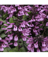 50 Pink Salvia Seeds Flower Seed Perennial Flowers Hummingbird - $15.49 CAD