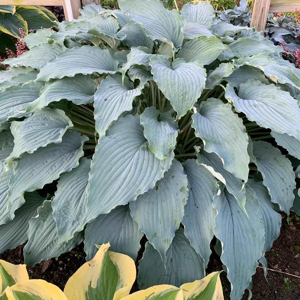Hosta Wind Beneath My Wings  Rooted 5.25 Inch Pot Blue - $32.92