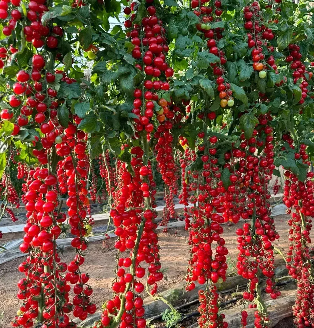 100 of WATERFALL TOMATOES SEEDS - SWEET HIGH YIELD - $3.48