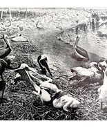 Brown Pelicans Nesting On Shore With Chicks 1936 Bird Print Nature DWU13 - $19.99