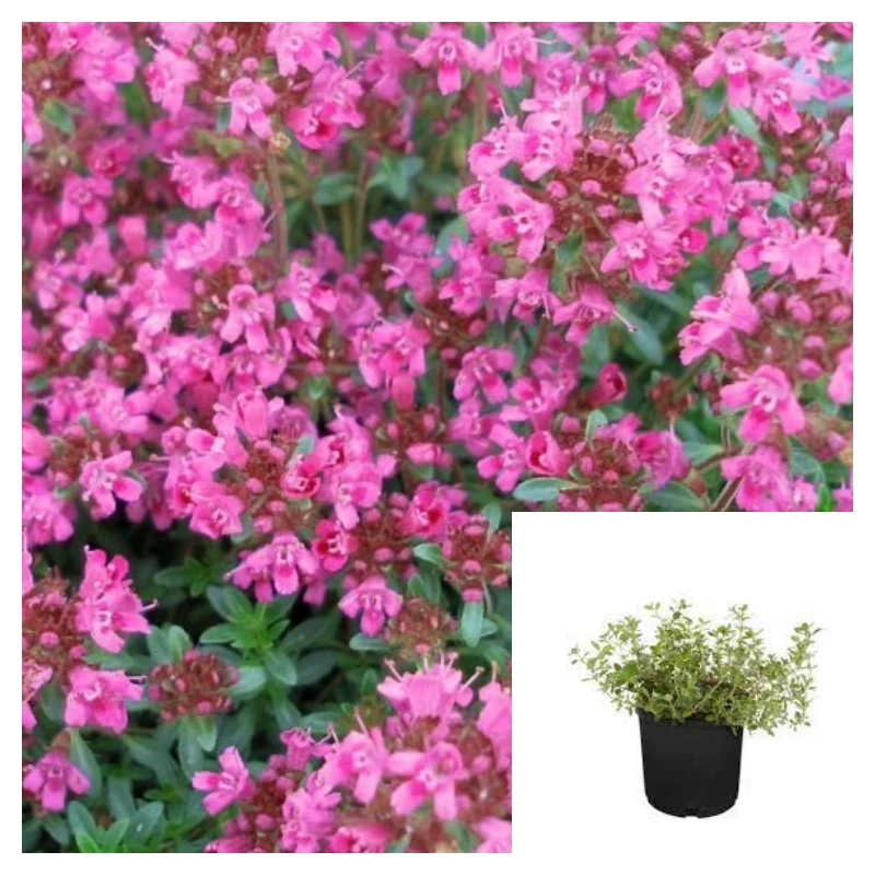 Thymus Serpyllum Pink Chintz 4inches Plant Breckland Thyme Pink Plant Cr... - $16.99