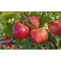 25+ Rubinola Apple Seeds – Sweet Juicy Heirloom Apples for Planting - $16.50