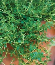 1Oz Thyme Seeds Common Culinary Herb Heirloom (Aprx 100000 Seeds Fresh Garden - $44.25