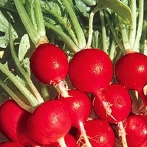 LimaJa Champion Radish 25 Seeds | NON-GMO | Heirloom | Fresh Garden - £2.21 GBP