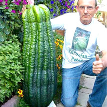 PWO Fresh Turkey Giant Cucumber Seeds 50Pcs/Pack - $2.76