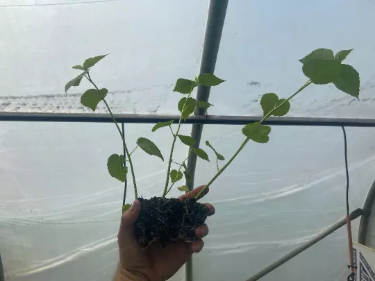 Starter Plant Plug | Hibiscus moschetos | Swamp Rose Mallow | Hardy Hibi... - $19.25