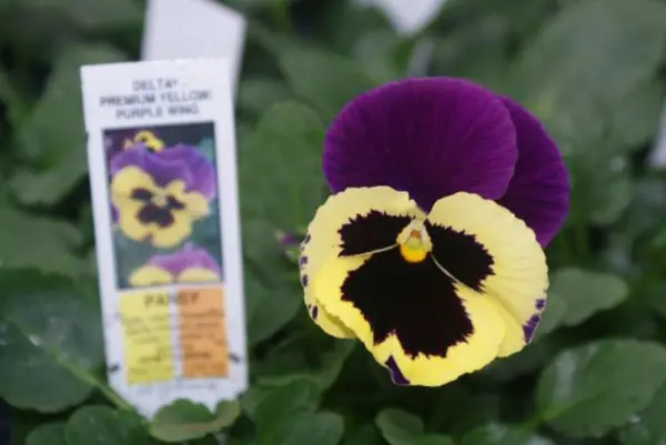 50 Pansy Seeds Delta Premium Yellow With Purple Wing Fresh - $12.00