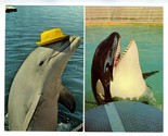 4 Sea World San Diego Postcards Shamu Sandy Fantasy of Water Whale Ride  - $17.82
